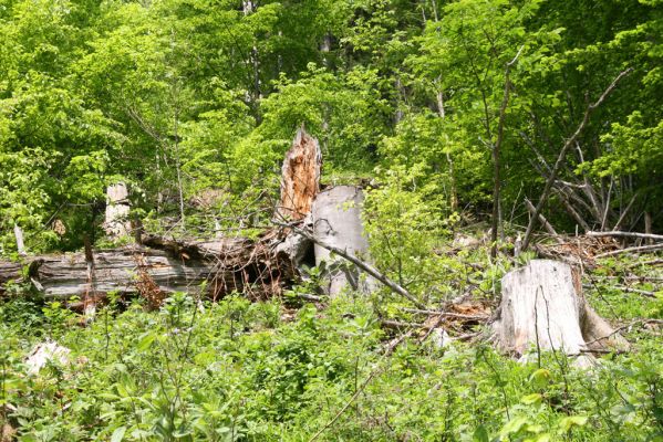 Veľká Fatra, Turecká, 10.5.2013
Malá Turecká dolina - okraj holoseče. 

Schlüsselwörter: Veľká Fatra Turecká Malá Turecká dolina