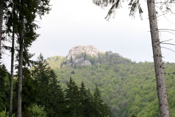Veľká Fatra, Turecká, 10.5.2013
Malá Turecká dolina. Pohled z lesní cesty z Turecké do Starohorské doliny na Majerovu skalu.



Schlüsselwörter: Veľká Fatra Turecká Malá Turecká dolina Majerova skala