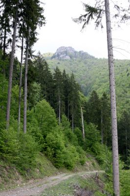 Veľká Fatra, Turecká, 10.5.2013
Malá Turecká dolina. Pohled z lesní cesty z Turecké do Starohorské doliny na Majerovu skalu. 
Klíčová slova: Veľká Fatra Turecká Malá Turecká dolina Majerova skala