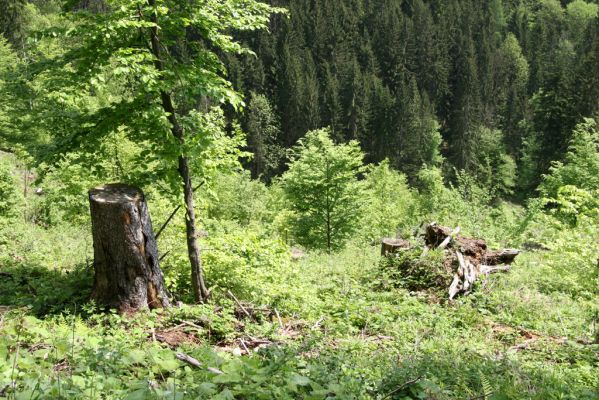 Veľká Fatra, Turecká, 10.5.2013
Malá Turecká dolina - holoseč. Pod kůrou pahýlů a v jejich štěrbinách se zjara ukrývají různé druhy kovaříků.


Klíčová slova: Veľká Fatra Turecká Malá Turecká dolina