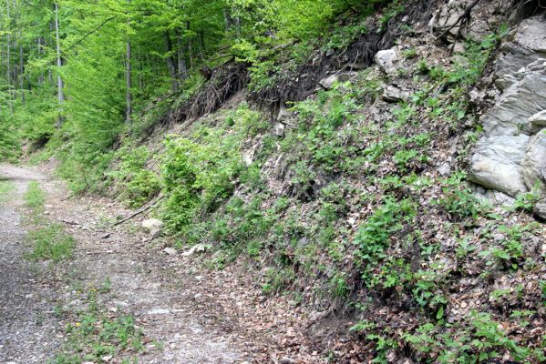Veľká Fatra, Turecká, 10.5.2013
Malá Turecká dolina. Lesní cesta pod Majerovou skalou - biotop kovaříka Metanomus infuscatus.
Klíčová slova: Veľká Fatra Turecká Malá Turecká dolina Metanomus infuscatus
