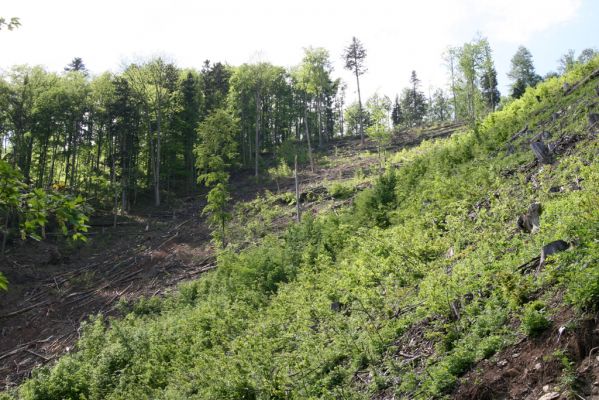 Veľká Fatra, Staré Hory, 10.5.2013
Holoseč na svahu pod Majerovou skalou. Národní park má mnoho podob...
Klíčová slova: Veľká Fatra Staré Hory