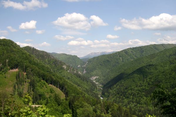 Veľká Fatra, Staré Hory, 10.5.2013
Pohled na horní část Starohorské doliny. V pozadí hřeben Nízkých Tater (Prašivá-Chochuľa). 



Schlüsselwörter: Veľká Fatra Staré Hory Starohorská dolina
