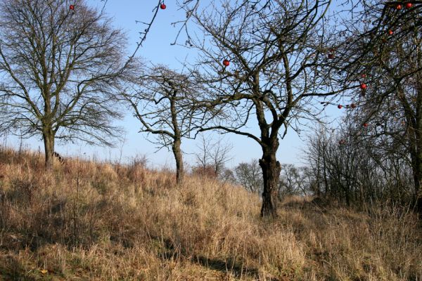 Jeníkovice, vrch Turek, 11.11.2008
Třešňovka na jižním svahu pod vrcholem kopce. Biotop krasce Anthaxia candens.
Keywords: Jeníkovice vrch Turek třešňovka Anthaxia candens