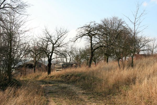 Jeníkovice, vrch Turek, 11.11.2008
Třešňovka na jižním svahu pod vrcholem kopce. Biotop krasce Anthaxia candens.
Klíčová slova: Jeníkovice vrch Turek třešňovka Anthaxia candens