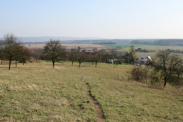 Jeníkovice, vrch Turek, 11.11.2008
Z kosené stepi na jihovýchodním svahu vrchu Turek se stala ovčí pastvina. Pohled na obec Jeníkovice.
Klíčová slova: Jeníkovice vrch Turek step pastvina