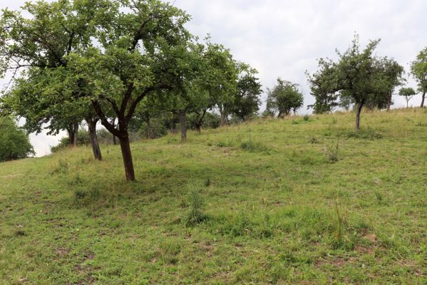 Jeníkovice, 20.7.2021
Vrch Turek - pastvina s ovocným sadem.
Keywords: Jeníkovice vrch Turek Agriotes gallicus