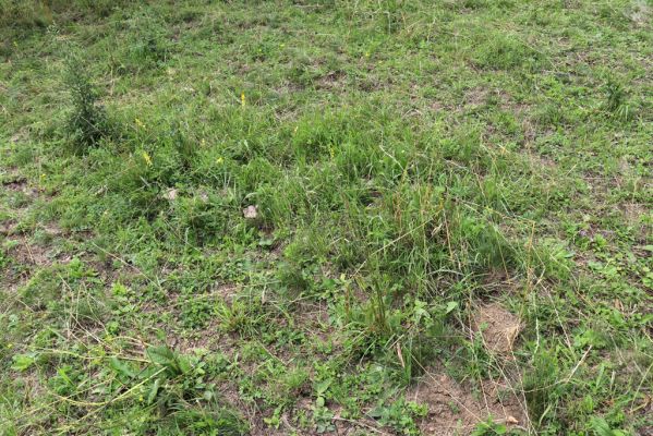 Jeníkovice, 20.7.2021
Vrch Turek - pastvina s ovocným sadem.
Klíčová slova: Jeníkovice vrch Turek Agriotes gallicus