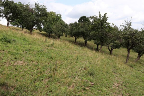 Jeníkovice, 20.7.2021
Vrch Turek - pastvina s ovocným sadem.
Keywords: Jeníkovice vrch Turek Agriotes gallicus
