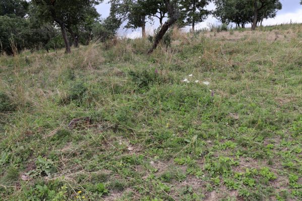 Jeníkovice, 20.7.2021
Vrch Turek - pastvina s ovocným sadem.
Klíčová slova: Jeníkovice vrch Turek Agriotes gallicus