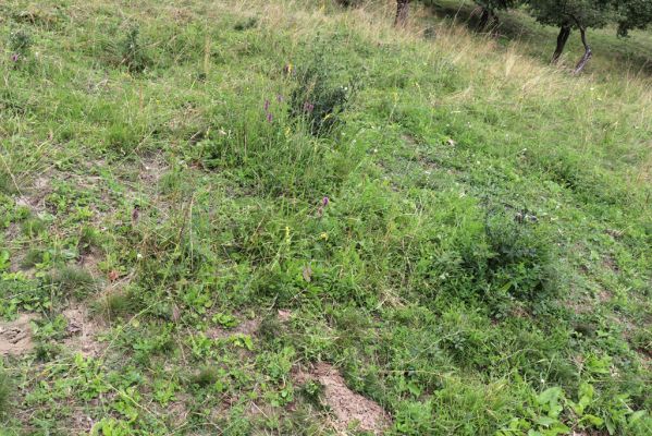 Jeníkovice, 20.7.2021
Vrch Turek - pastvina s ovocným sadem.
Klíčová slova: Jeníkovice vrch Turek Agriotes gallicus