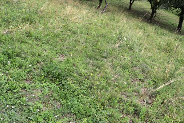 Jeníkovice, 20.7.2021
Vrch Turek - pastvina s ovocným sadem.
Klíčová slova: Jeníkovice vrch Turek Agriotes gallicus