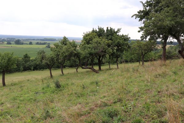 Jeníkovice, 20.7.2021
Vrch Turek - pastvina s ovocným sadem.
Mots-clés: Jeníkovice vrch Turek Agriotes gallicus