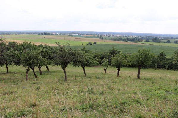 Jeníkovice, 20.7.2021
Vrch Turek - pastvina s ovocným sadem.
Keywords: Jeníkovice vrch Turek Agriotes gallicus