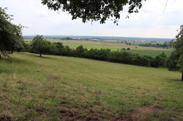 Jeníkovice, 20.7.2021
Vrch Turek - pastvina s ovocným sadem.
Klíčová slova: Jeníkovice vrch Turek Agriotes gallicus