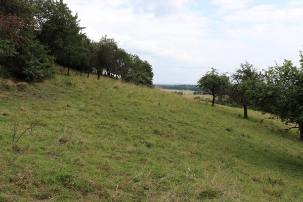 Jeníkovice, 20.7.2021
Vrch Turek - pastvina s ovocným sadem.
Klíčová slova: Jeníkovice vrch Turek Agriotes gallicus