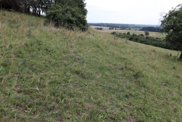 Jeníkovice, 20.7.2021
Vrch Turek - pastvina s ovocným sadem.
Klíčová slova: Jeníkovice vrch Turek Agriotes gallicus