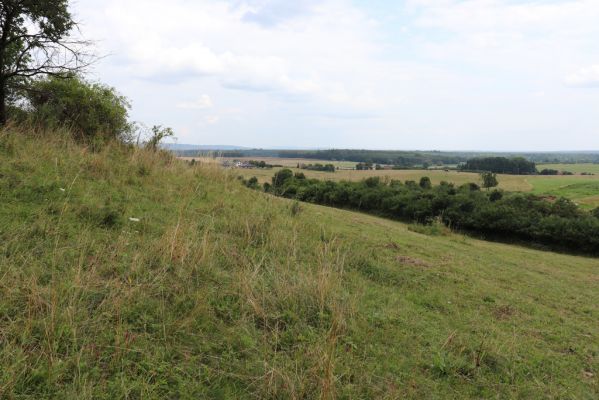 Jeníkovice, 20.7.2021
Vrch Turek - pastvina s ovocným sadem.
Klíčová slova: Jeníkovice vrch Turek Agriotes gallicus