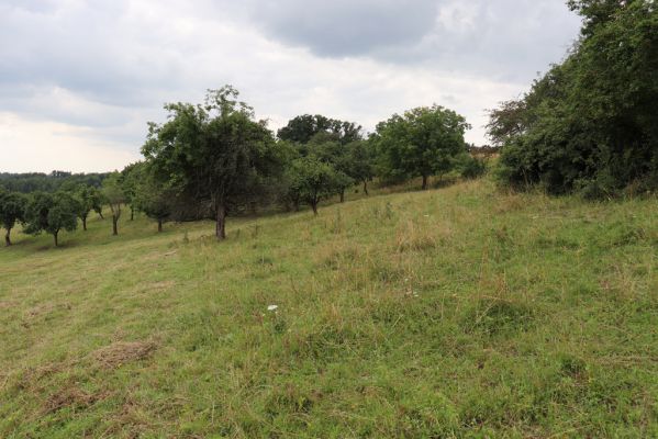 Jeníkovice, 20.7.2021
Vrch Turek - pastvina s ovocným sadem.
Klíčová slova: Jeníkovice vrch Turek Agriotes gallicus