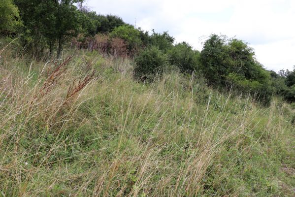 Jeníkovice, 20.7.2021
Vrch Turek - zarostlá část pastviny.
Klíčová slova: Jeníkovice vrch Turek