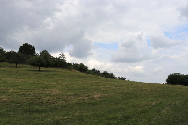 Jeníkovice, 20.7.2021
Vrch Turek - pastvina s ovocným sadem.
Klíčová slova: Jeníkovice vrch Turek Agriotes gallicus