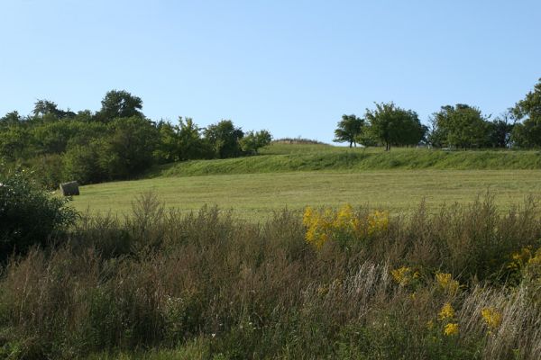 Jeníkovice, vrch Turek, 30.8.2007
Pohled od západního okraje obce Jeníkovice na zachovalou mez. 
Keywords: Třebechovice pod Orebem Jeníkovice vrch Turek pastvina Agriotes gallicus