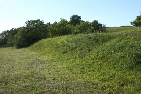 Jeníkovice, vrch Turek, 30.8.2007
Zachovalá mez na úpatí vrchu Turek. Vpravo nad ní je vidět další plochu s dochovanou stepní vegetací.
Keywords: Třebechovice pod Orebem Jeníkovice vrch Turek step Agriotes gallicus