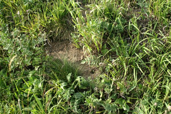 Jeníkovice, vrch Turek, 30.8.2007
Zachovalá mez. Detailní poled na stepní vegetaci. 
Klíčová slova: Třebechovice pod Orebem Jeníkovice vrch Turek pastvina