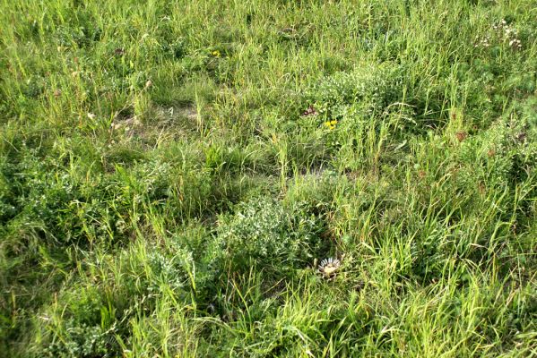 Jeníkovice, vrch Turek, 30.8.2007
Menší step na svahu mezi sadem, mezí a pastvinou. Detailní pohled na stepní vegetaci.
Klíčová slova: Třebechovice pod Orebem Jeníkovice vrch Turek step Agriotes gallicus