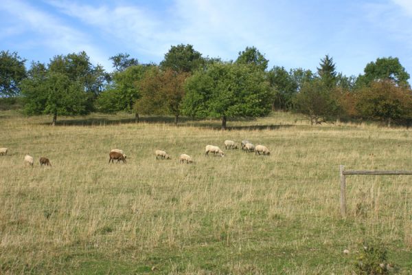 Jeníkovice, vrch Turek, 30.8.2007
Rozsáhlá ovčí pastvina pod ovocným sadem na jižních svazích vrchu Turek. Biotop kovaříka Agriotes gallicus.
Schlüsselwörter: Třebechovice pod Orebem Jeníkovice vrch Turek step Agriotes gallicus