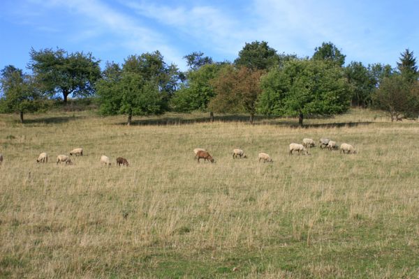 Jeníkovice, vrch Turek, 30.8.2007
Rozsáhlá ovčí pastvina pod ovocným sadem na jižních svazích vrchu Turek. Biotop kovaříka Agriotes gallicus.
Schlüsselwörter: Třebechovice pod Orebem Jeníkovice vrch Turek step Agriotes gallicus