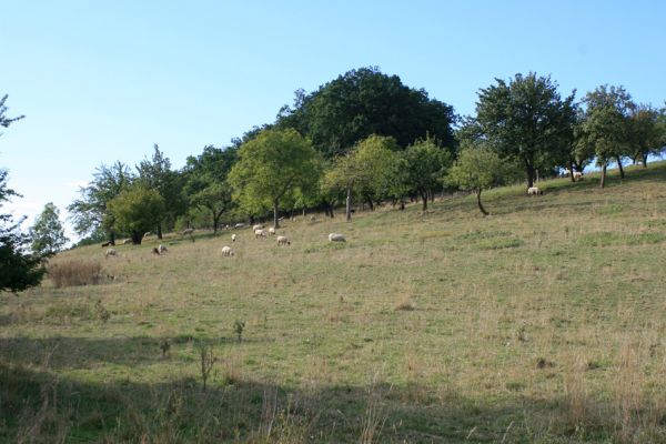 Jeníkovice, vrch Turek, 30.8.2007
Rozsáhlá ovčí pastvina na jižních svazích vrchu Turek. Přítomnost sadů, pastvin, stepí, četných remízků i blízkost lesa zde vytváří významné biocentrum královéhradeckého kraje.
Schlüsselwörter: Třebechovice pod Orebem Jeníkovice vrch Turek pastvina Agriotes gallicus