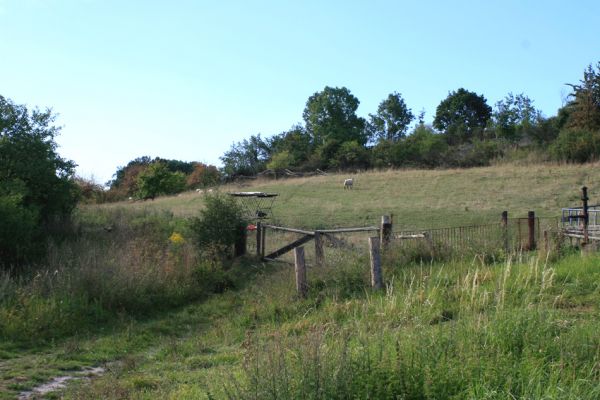 Jeníkovice, vrch Turek, 30.8.2007
Vstupní brána do přírodního ráje, který se rozprostírá na osluněných jižních svazích vrchu Turek! Citlivé hospodářské využíváni zde umožnilo život mnoha živočišným druhům...
Mots-clés: Třebechovice pod Orebem Jeníkovice vrch Turek pastvina Agriotes gallicus