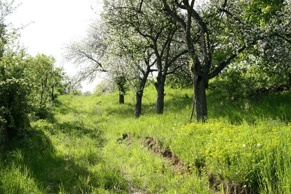 Jeníkovice, vrch Turek, 8.5.2008
Jaro na vrchu Turek. Rozkvetlý ovocný sad těsně pod vrcholem kopce. Na travinách aktivují kovaříci Limonius poneli. Biotop kovaříka Agriotes gallicus.
Mots-clés: Třebechovice pod Orebem Jeníkovice vrch Turek pastvina Agriotes gallicus