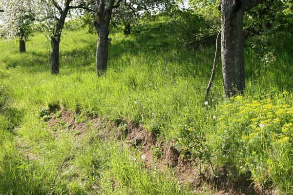 Jeníkovice, vrch Turek, 8.5.2008
Jaro na vrchu Turek. Rozkvetlý ovocný sad těsně pod vrcholem kopce. Na travinách aktivují kovaříci Limonius poneli. Biotop kovaříka Agriotes gallicus.
Klíčová slova: Třebechovice pod Orebem Jeníkovice vrch Turek pastvina Agriotes gallicus