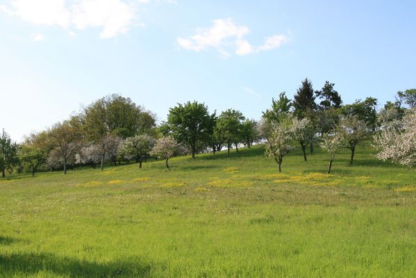 Jeníkovice, vrch Turek, 8.5.2008
Jaro na vrchu Turek. Rozkvetlý ovocný sad na jižních svazích vrchu. Na kvetoucích keřích aktivují kovaříci Limonius poneli. 
Klíčová slova: Třebechovice pod Orebem Jeníkovice vrch Turek pastvina Agriotes gallicus