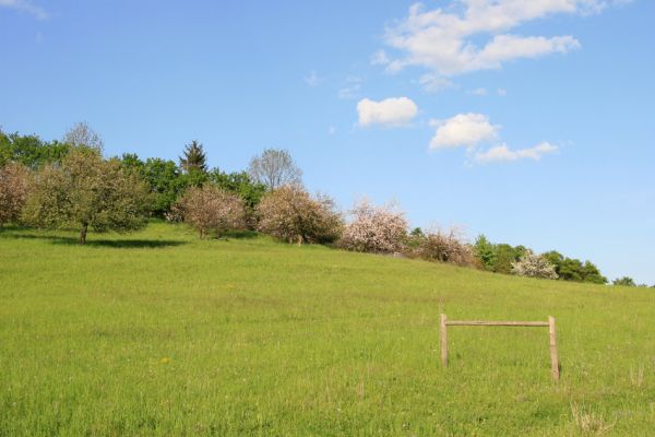 Jeníkovice, vrch Turek, 8.5.2008
Jaro na vrchu Turek. Rozkvetlý ovocný sad na jižních svazích vrchu. Na kvetoucích keřích aktivují kovaříci Limonius poneli. 
Klíčová slova: Třebechovice pod Orebem Jeníkovice vrch Turek pastvina Agriotes gallicus