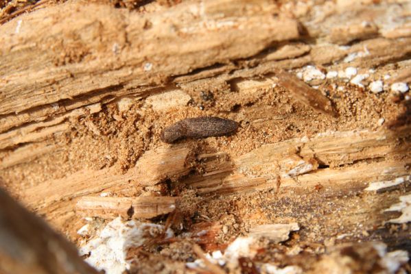 Turie, 24.10.2016
Veľká Fatra, vrch Čipčie, holoseč na východním svahu. Kovařík Lacon lepidopterus.
Schlüsselwörter: Turie Veľká Fatra vrch Čipčie Lacon lepidopterus