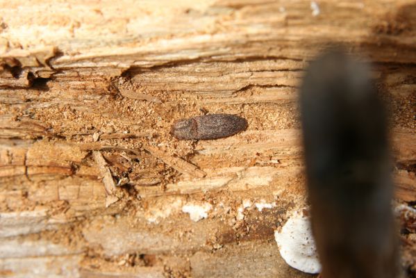 Turie, 24.10.2016
Veľká Fatra, vrch Čipčie, holoseč na východním svahu. Kovařík Lacon lepidopterus.
Schlüsselwörter: Turie Veľká Fatra vrch Čipčie Lacon lepidopterus