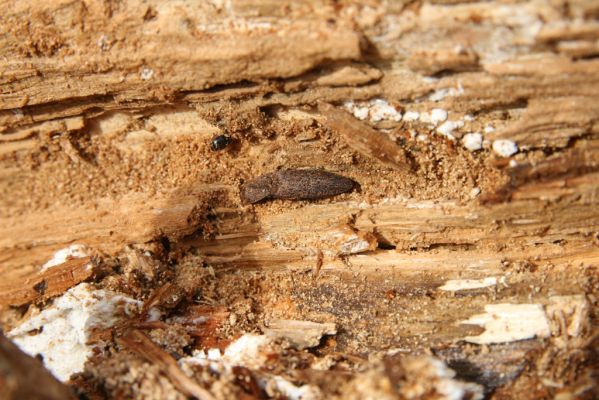 Turie, 24.10.2016
Veľká Fatra, vrch Čipčie, holoseč na východním svahu. Kovařík Lacon lepidopterus.
Schlüsselwörter: Turie Veľká Fatra vrch Čipčie Lacon lepidopterus