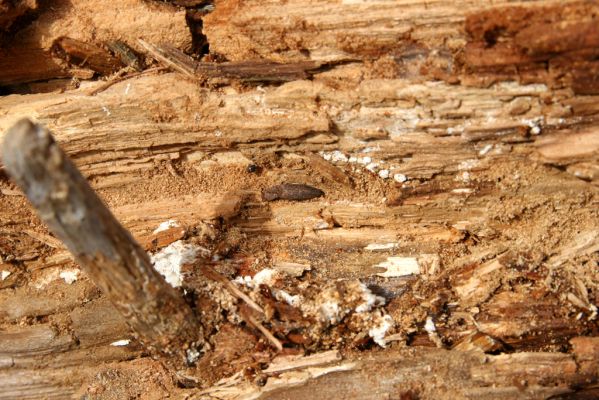 Turie, 24.10.2016
Veľká Fatra, vrch Čipčie, holoseč na východním svahu. Kovařík Lacon lepidopterus.
Schlüsselwörter: Turie Veľká Fatra vrch Čipčie Lacon lepidopterus