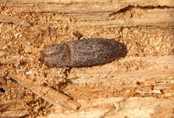 Turie, 24.10.2016
Veľká Fatra, vrch Čipčie, holoseč na východním svahu. Kovařík Lacon lepidopterus.
Keywords: Turie Veľká Fatra vrch Čipčie Lacon lepidopterus