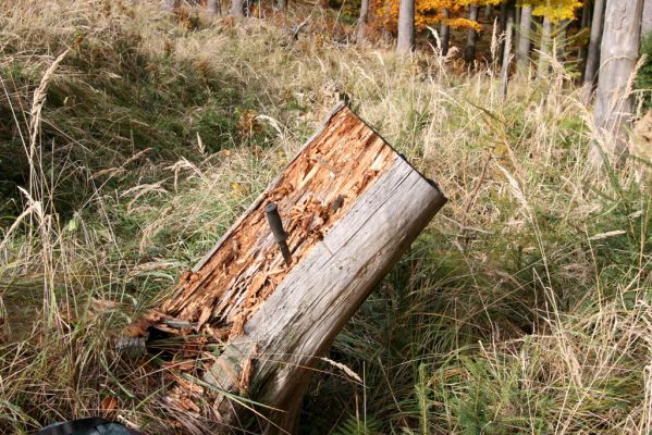 Turie, 24.10.2016
Veľká Fatra, vrch Čipčie, holoseč na východním svahu. 
Keywords: Turie Veľká Fatra vrch Čipčie Lacon lepidopterus Ampedus karpathicus