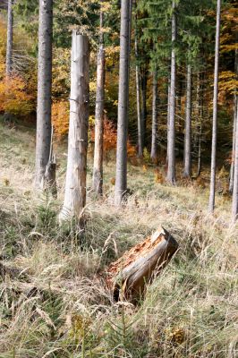 Turie, 24.10.2016
Veľká Fatra, vrch Čipčie, holoseč na východním svahu. 
Klíčová slova: Turie Veľká Fatra vrch Čipčie Lacon lepidopterus Ampedus karpathicus