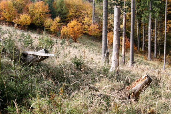 Turie, 24.10.2016
Veľká Fatra, vrch Čipčie, holoseč na východním svahu. 
Klíčová slova: Turie Veľká Fatra vrch Čipčie Lacon lepidopterus Ampedus karpathicus