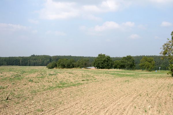 Turkovice, 19.9.2009
Třešňová alej u silnice na Sovolusky.
Schlüsselwörter: Turkovice Anthaxia candens