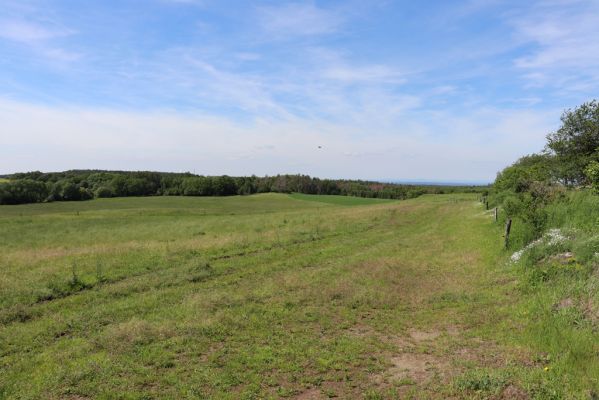 Turkovice, 24.5.2019
Pastvina.
Schlüsselwörter: Turkovice pastvina