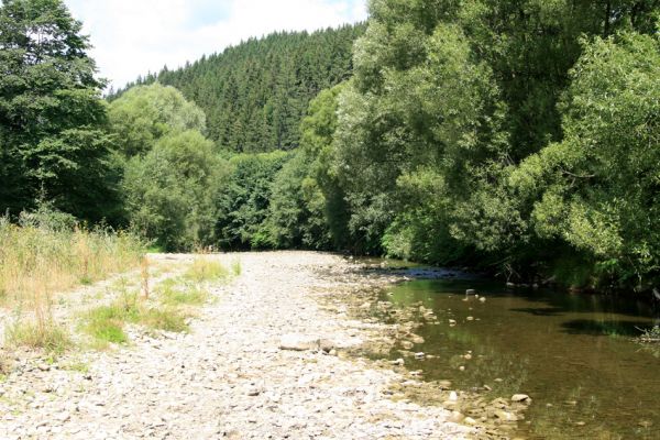 Turzovka, 31.7.2013
Štěrkové náplavy řeky Kysuci.
Klíčová slova: Turzovka Kysuca Zorochros dermestoides Adrastus pallens