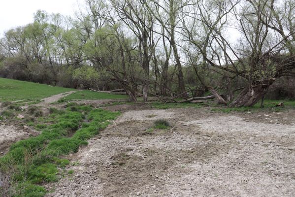 Nitrianské Pravno, 12.4.2019
Pastvina u Hraničného potoka.
Klíčová slova: Nitrianske Pravno Hraničný potok pastvina