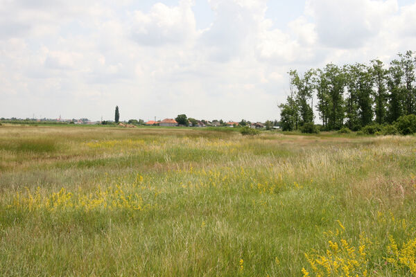 Tvrdošovce, 28.6.2013
Slanisko Panské lúky.
Klíčová slova: Tvrdošovce Panské lúky Agriotes medvedevi proximus rufipalpis